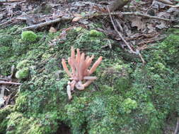 Image of Clavaria rubicundula Leathers 1956