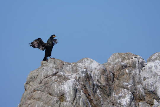 Plancia ëd Phalacrocorax aristotelis (Linnaeus 1761)