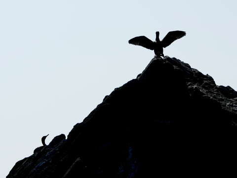 Image of European Shag