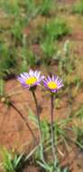 Image of Afroaster serrulatus (Harv.) J. C. Manning & Goldblatt