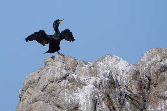 Plancia ëd Phalacrocorax aristotelis (Linnaeus 1761)