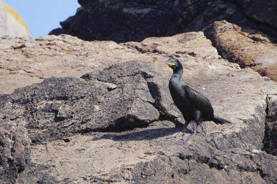 Plancia ëd Phalacrocorax aristotelis (Linnaeus 1761)