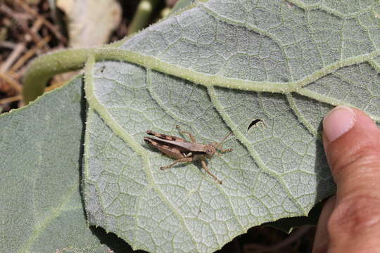 Melanoplus glaucipes (Scudder & S. H. 1875)的圖片