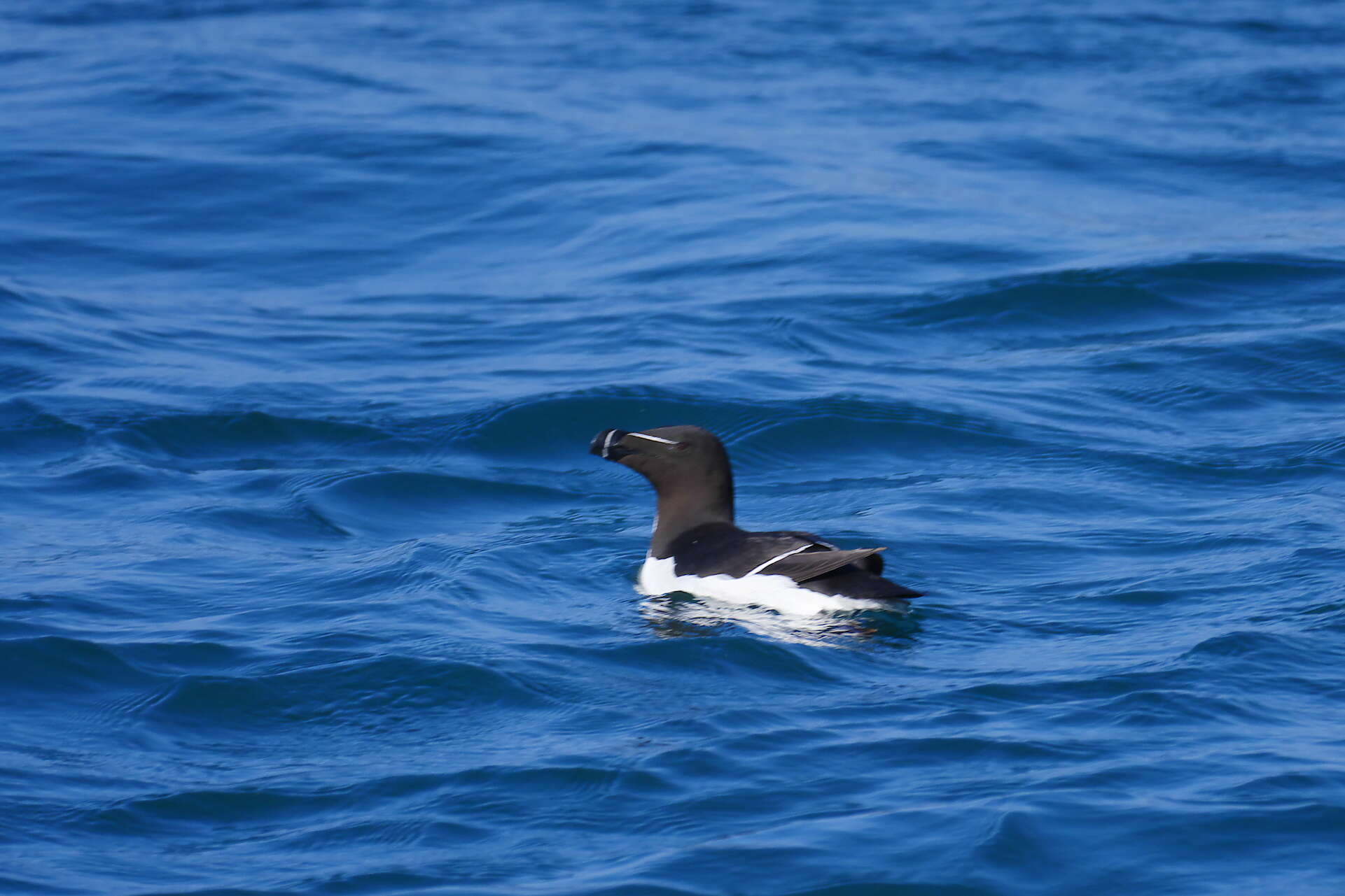 Image of Lesser auk