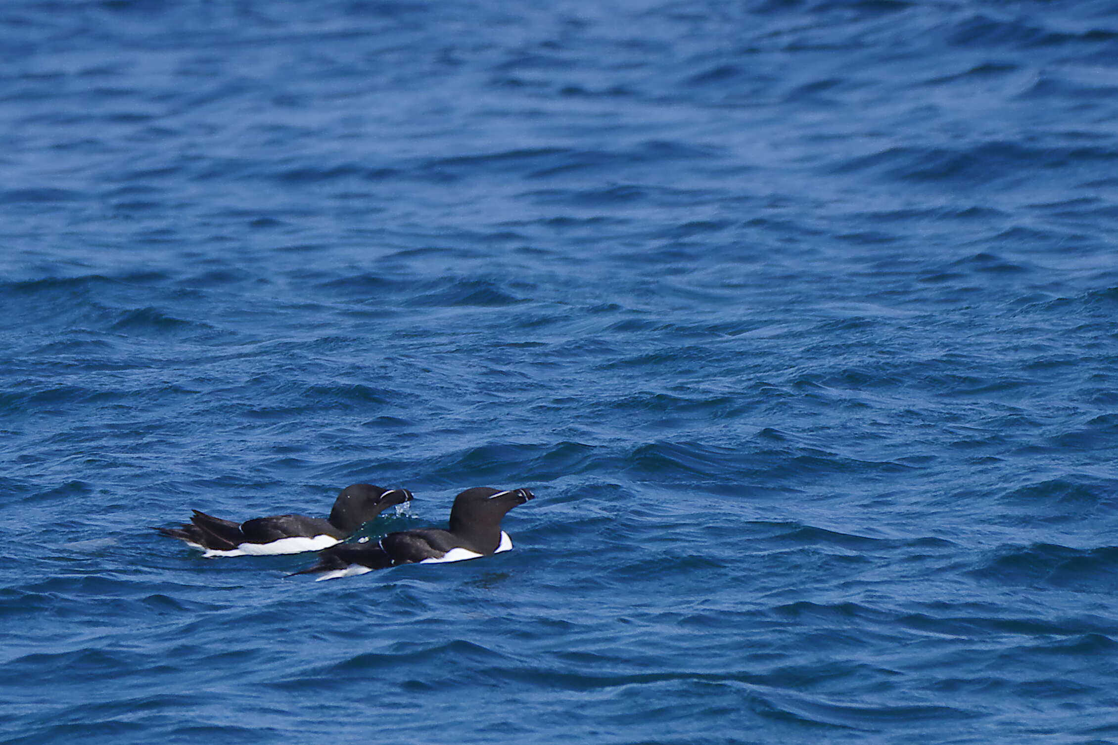 Image of Lesser auk