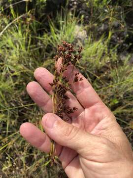 Image of Elliott's Beak Sedge