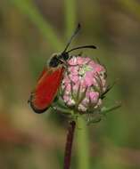 Image of Zygaena rubicundus