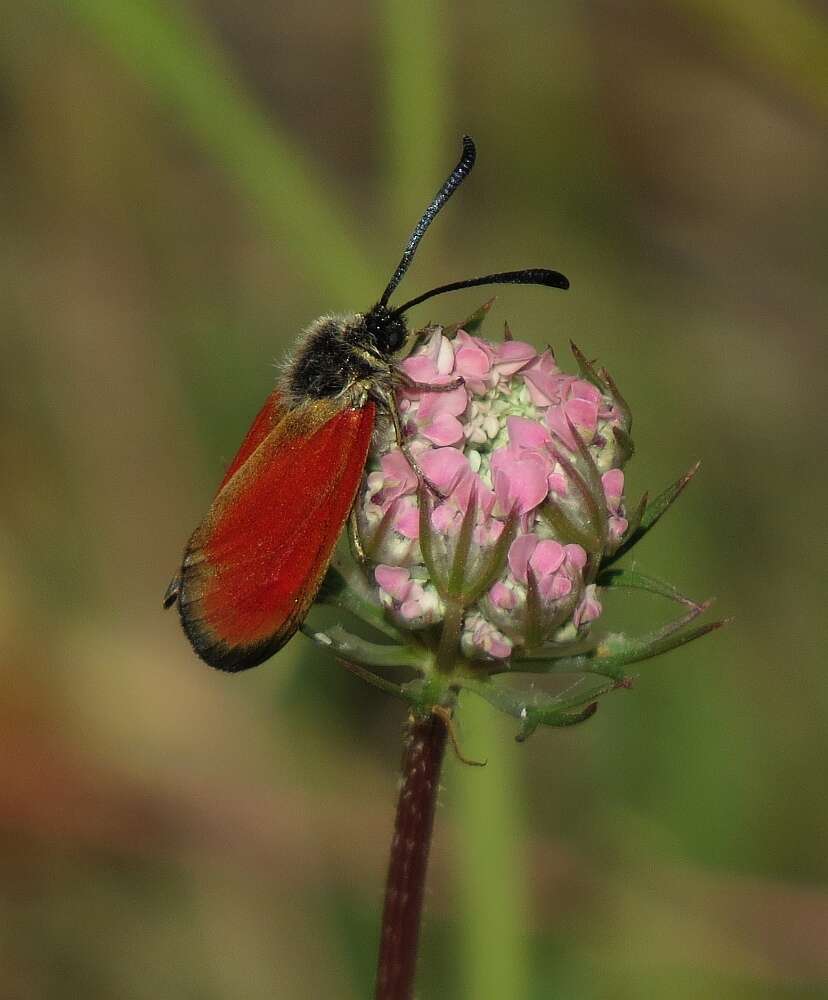 Image of Zygaena rubicundus