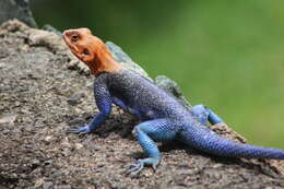 صورة Agama lionotus dodomae Loveridge 1923