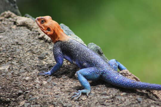 Image of Agama lionotus dodomae Loveridge 1923