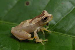 صورة Dendropsophus branneri (Cochran 1948)