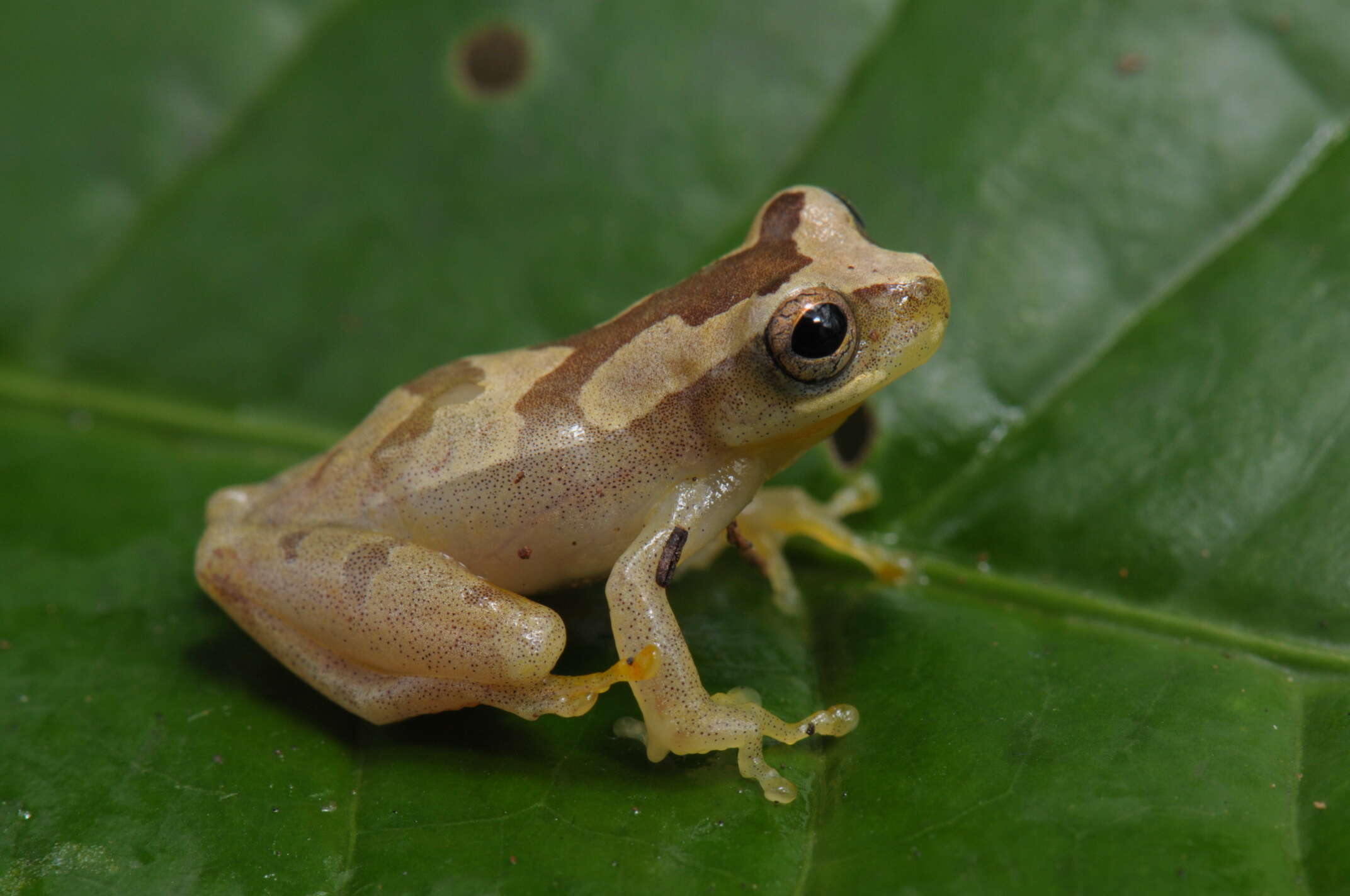 Image of Dendropsophus branneri (Cochran 1948)