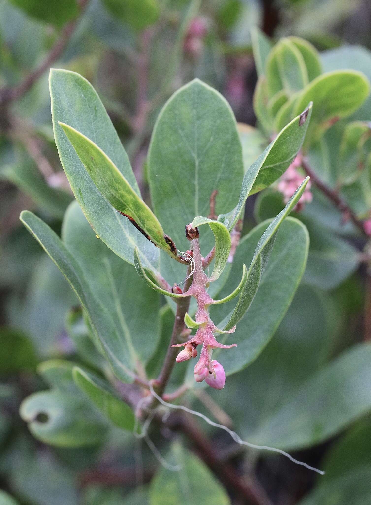 Image of manzanita