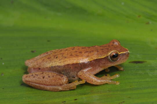 Imagem de Dendropsophus sanborni (Schmidt 1944)