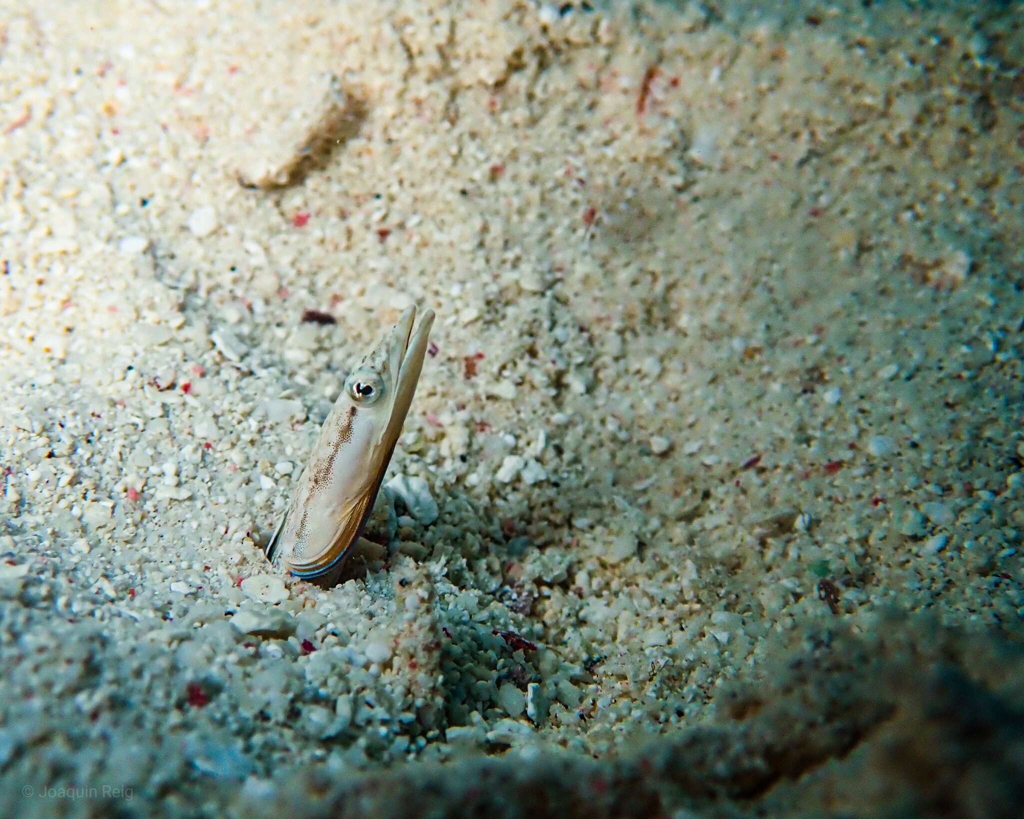 Image of Yellowface Pikeblenny