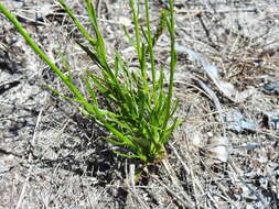 Image de Lobelia comosa L.