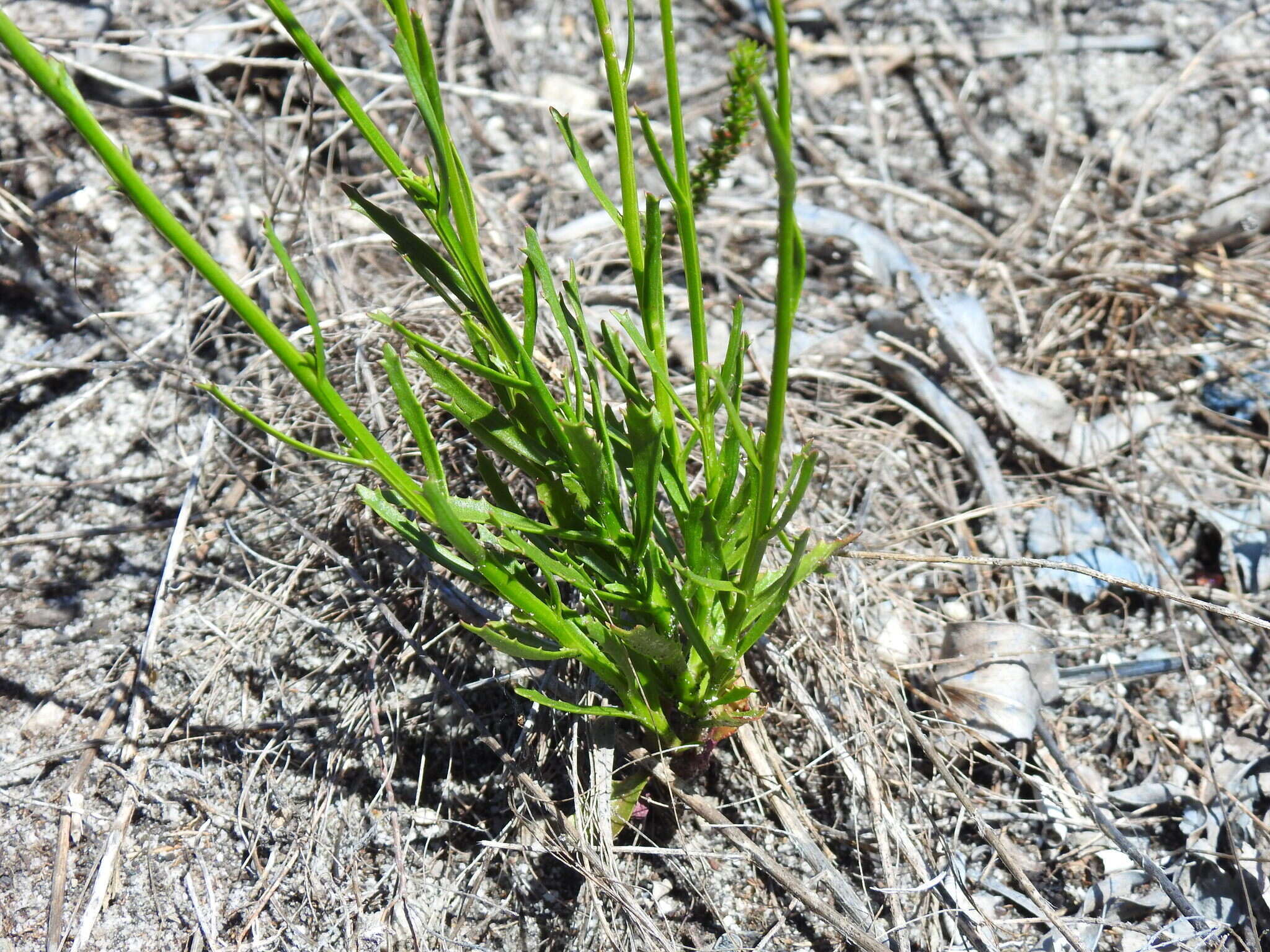 Image de Lobelia comosa L.