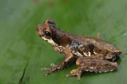 Image de Dendropsophus microps (Peters 1872)