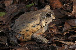 Image of Bahia Forest Frog