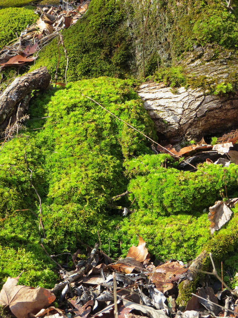 Image of Ontario rhodobryum moss