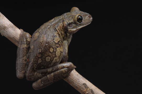 Image of Black-spotted Casque-headed Treefrog