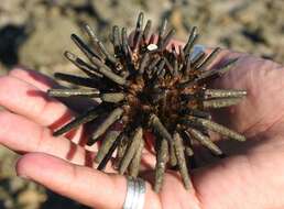 Image of slate pencil urchin