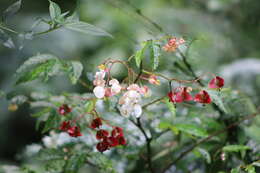 Image of Begonia fuscocaulis Brade