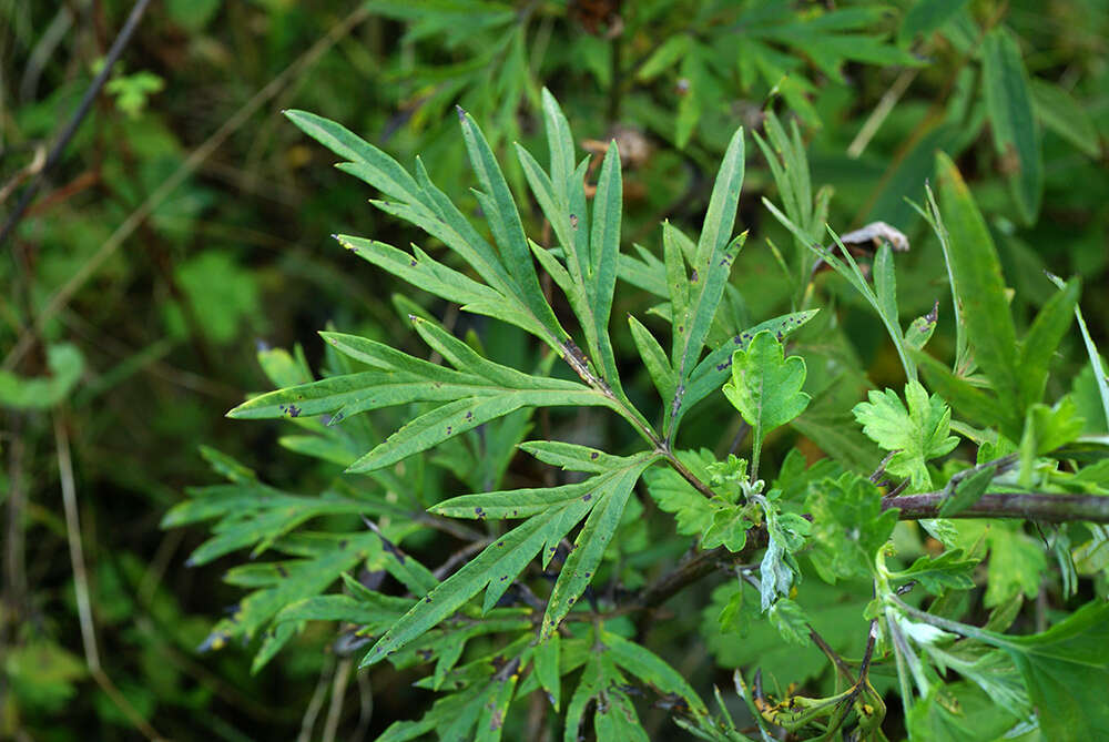 Image of Artemisia rubripes Nakai