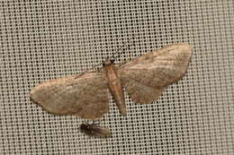 Imagem de Eupithecia haworthiata Doubleday 1856