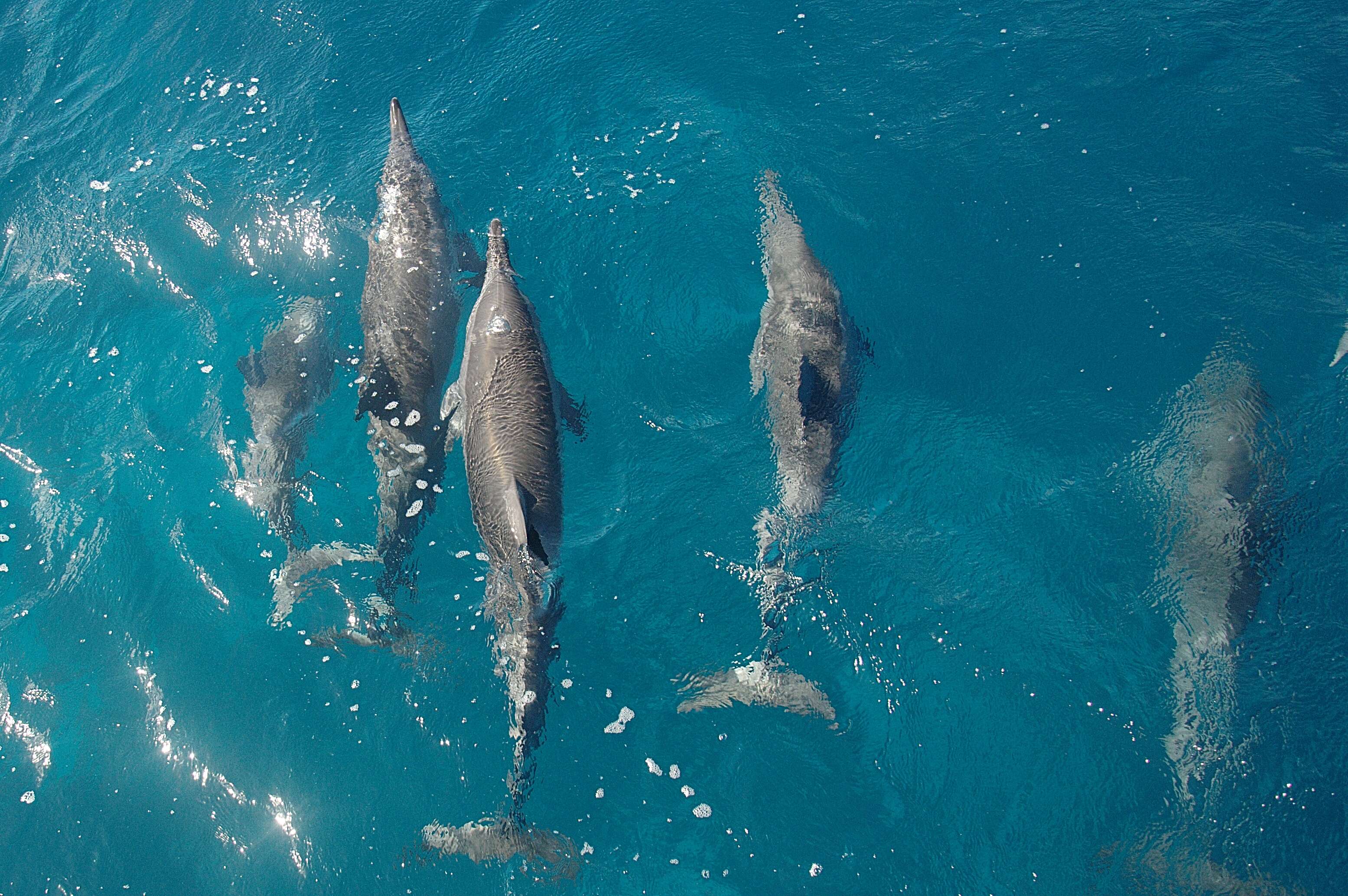 Image of Long-beaked Dolphin