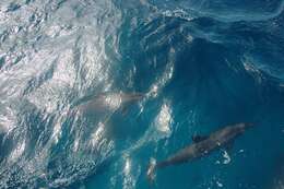 Image of Long-beaked Dolphin