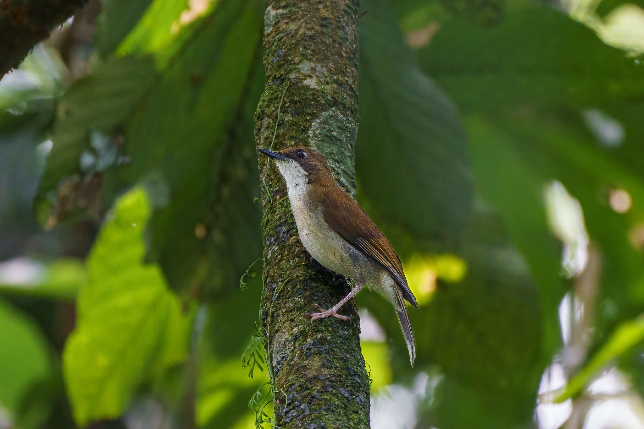 Plancia ëd Chamaetylas choloensis (Sclater & WL 1927)