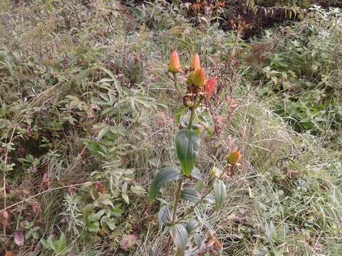 Image of Hypericum ascyron subsp. gebleri (Ledeb.) N. Robson