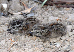 Image of Painted Buttonquail