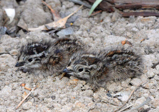 Image of Painted Buttonquail