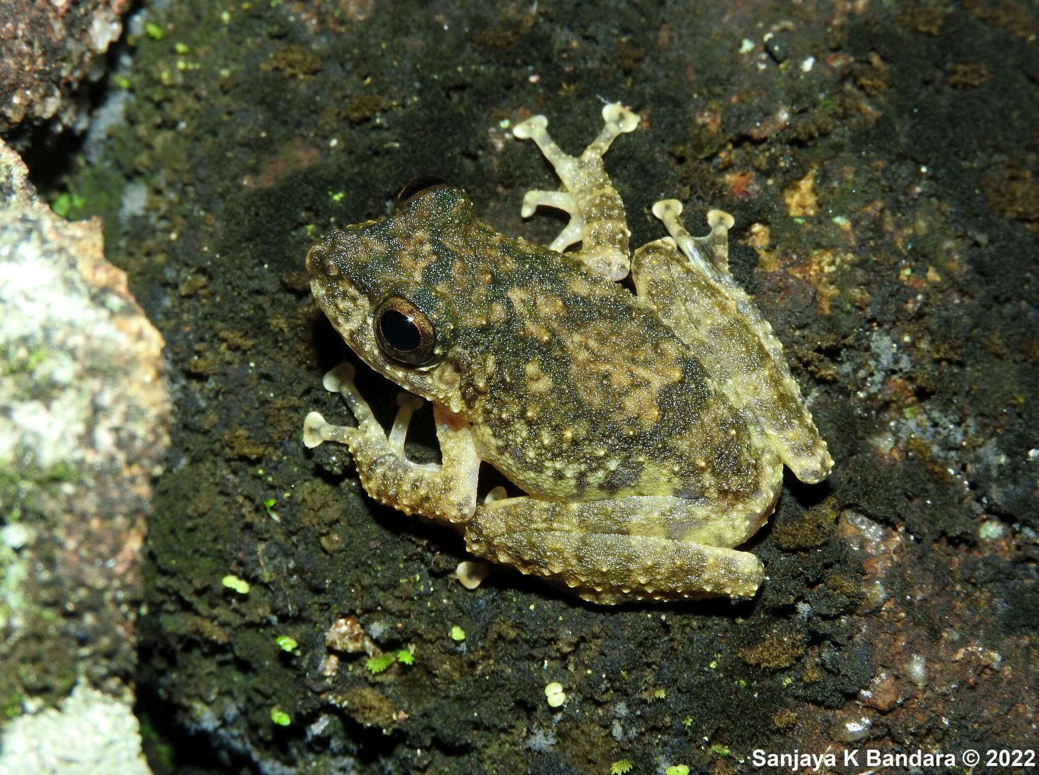 Image of Ferguson's Tree Frog