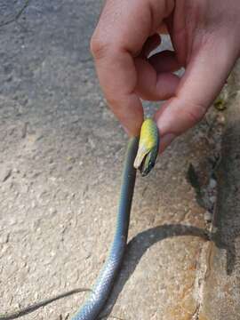 Image of Chinese Green Snake