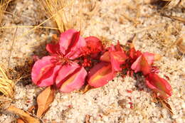 Image of Combretum platypetalum Welw. ex Laws.