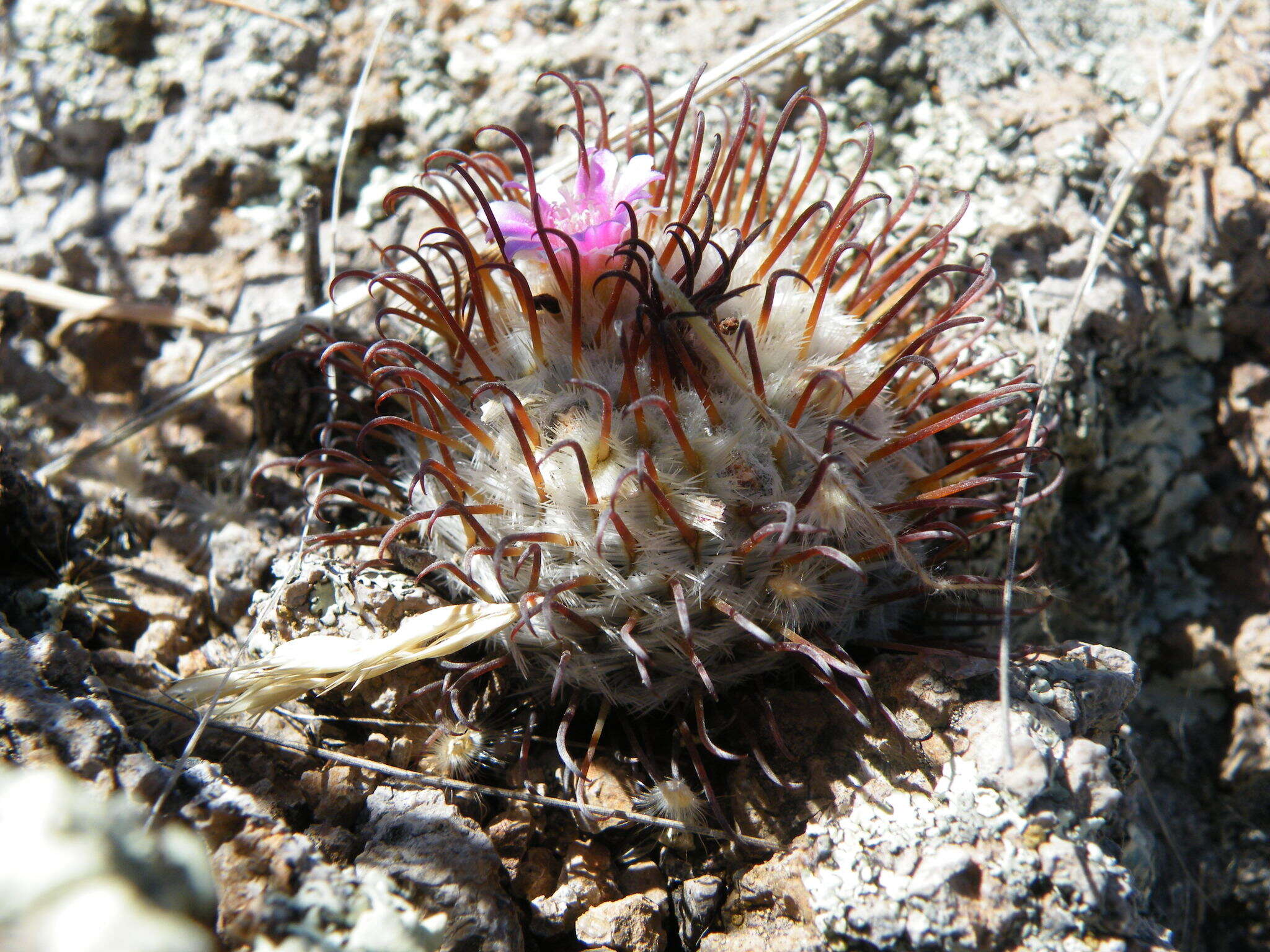 Image de Mammillaria perezdelarosae subsp. perezdelarosae