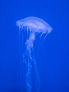 Image of Atlantic sea nettle