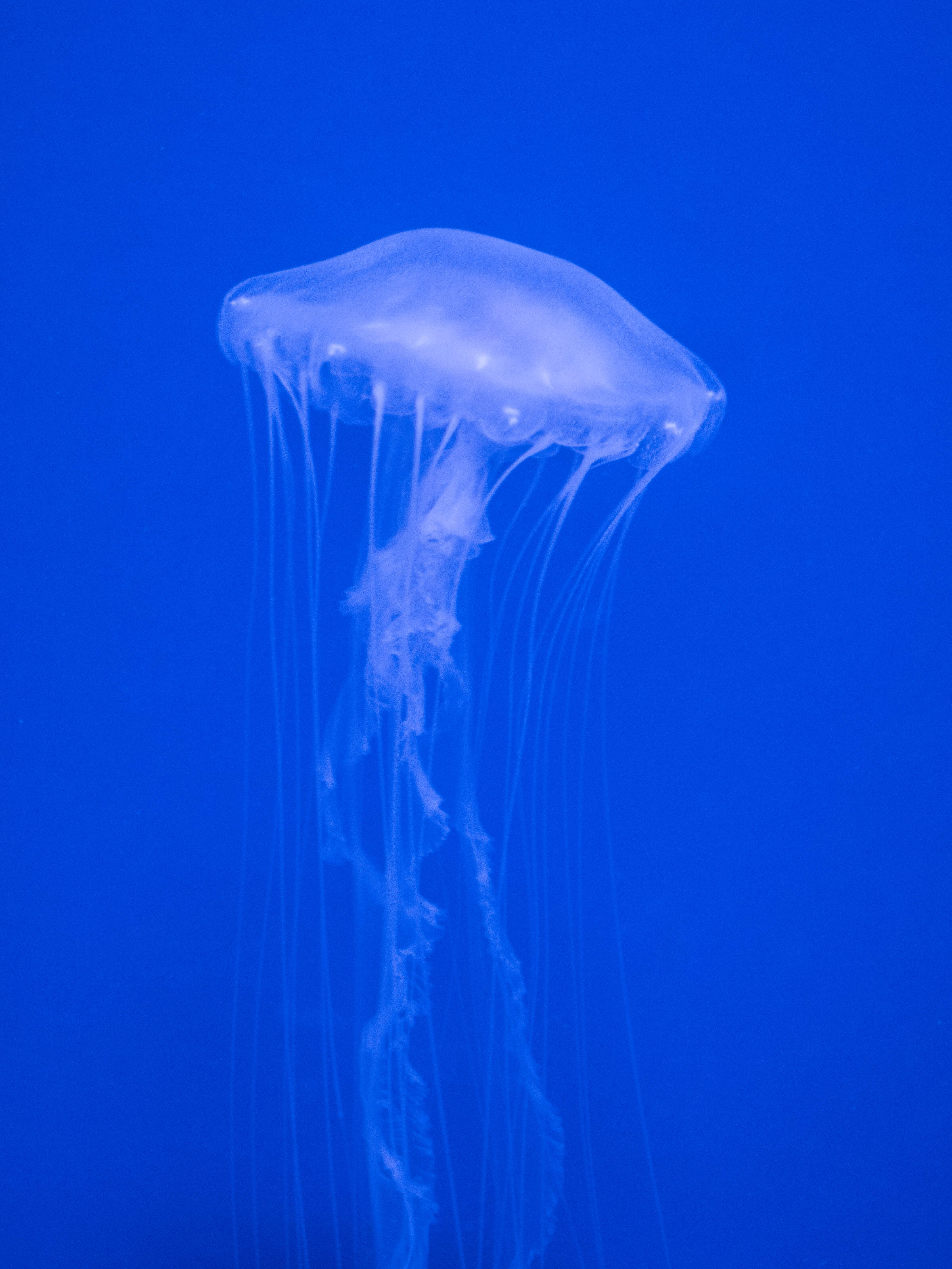 Image of Atlantic sea nettle