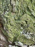 Image of trapeliopsis lichen