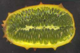 Image of African horned cucumber