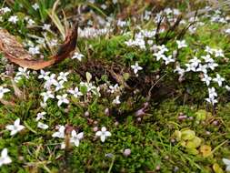 Image of Arcytophyllum filiforme (Ruiz & Pav.) Standl.