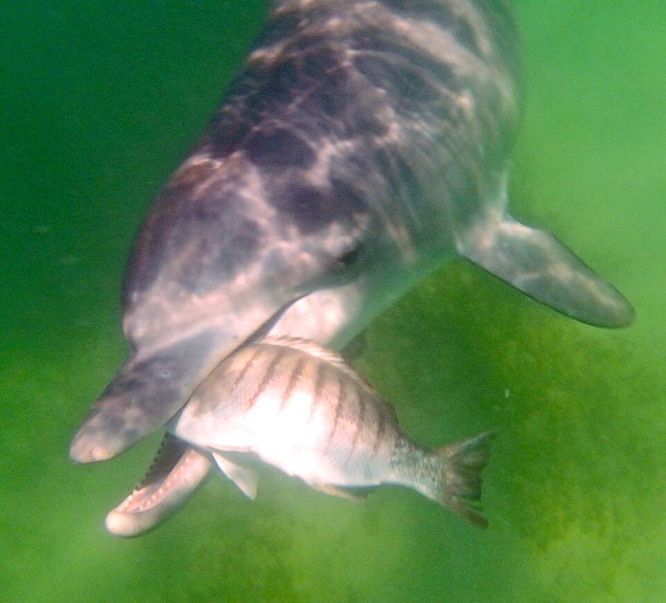 Image of Bottlenose Dolphin