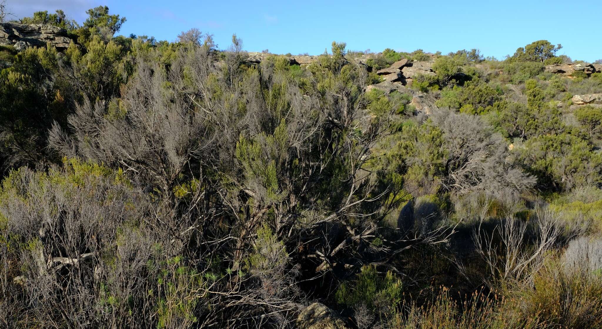 Image of Cliffortia dichotoma Fellingham