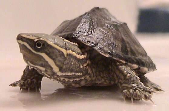 Image of mud turtles