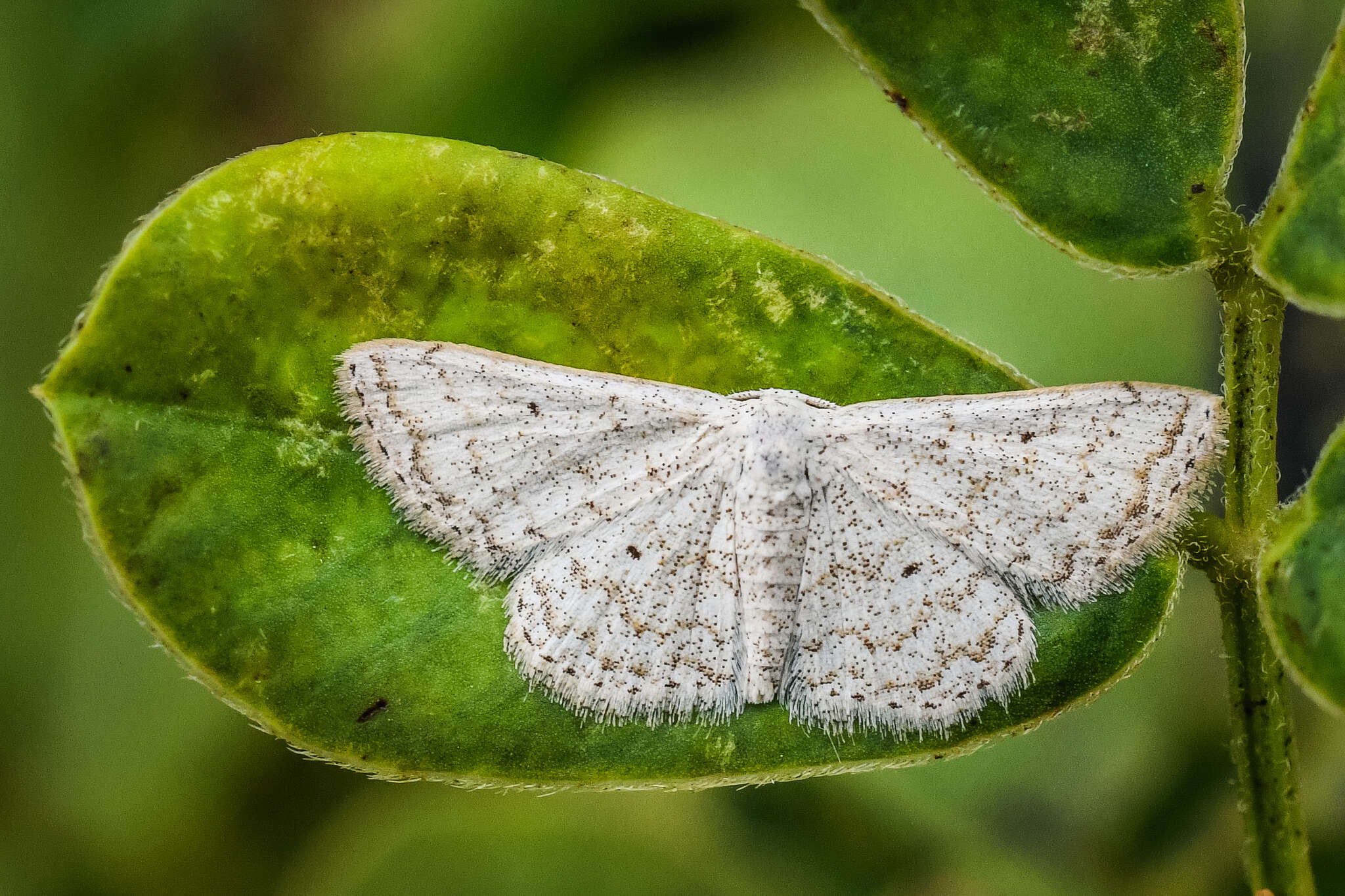 Image of Scopula adeptaria Walker 1861