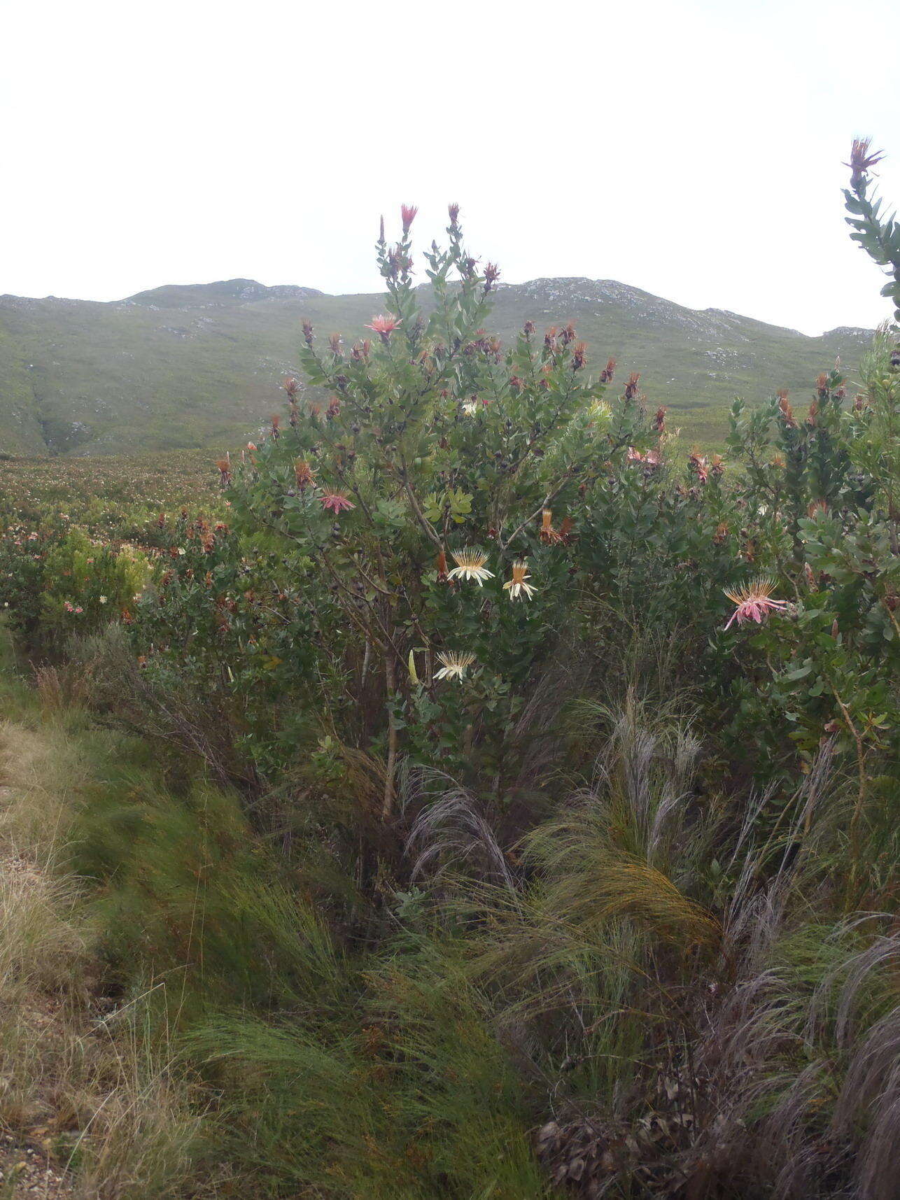 Imagem de Protea aurea subsp. aurea