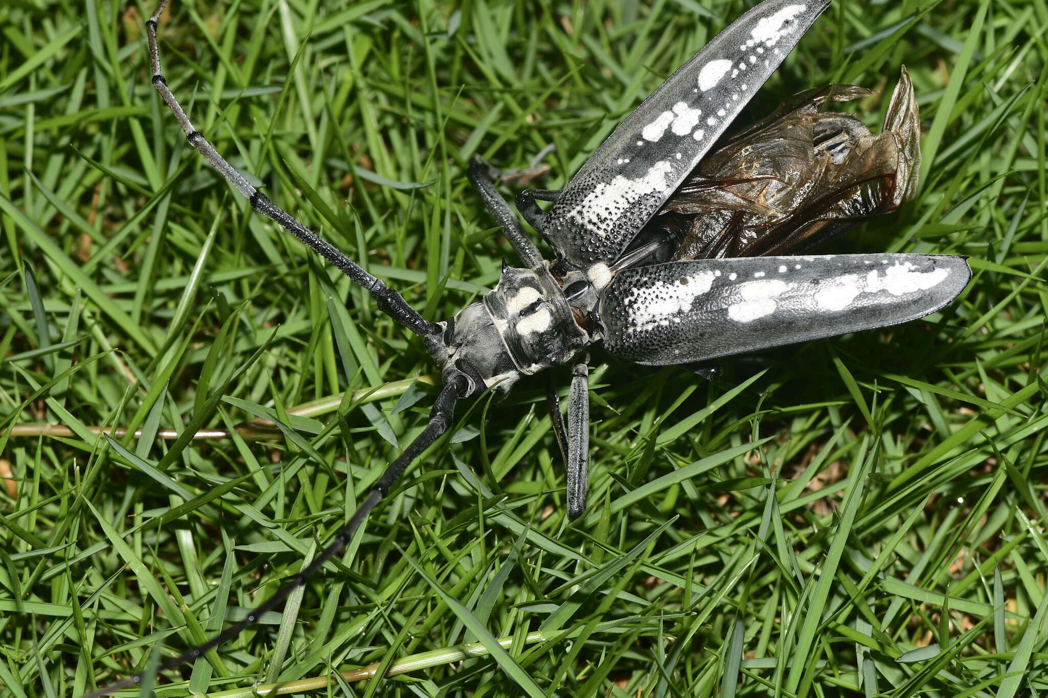 Image of Batocera lineolata Chevrolat 1852